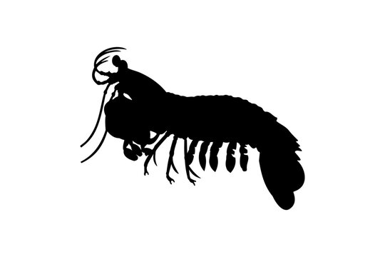 recommend clip art: Mantis Shrimp Silhouette Vector Art. Best Mantis Shrimp Icon Illustration.