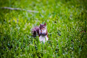 squirrel on the grass eating