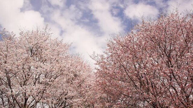 風にゆれる桜　熊本市　立田山