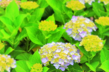 爽やかな薄紫の紫陽花