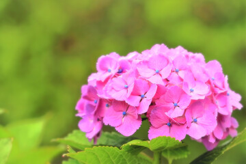 美しいピンクの紫陽花