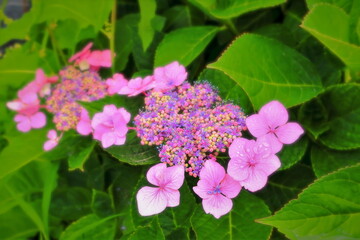 新緑と爽やかな紫陽花の花