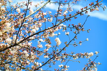 咲き始めのサクラの風景3