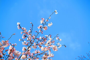 真っ青な空とサクラの風景2