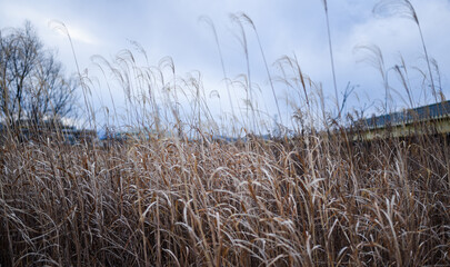 Fototapeta premium 風に揺れるススキ