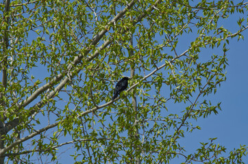 Brewer's Blackbird in a Tree