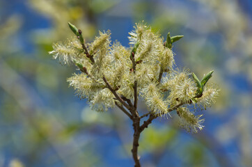 Close up of Pussy Willows