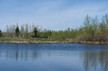 Fototapeta na wymiar Pylypow Wetlands on a Sunny Spring Day