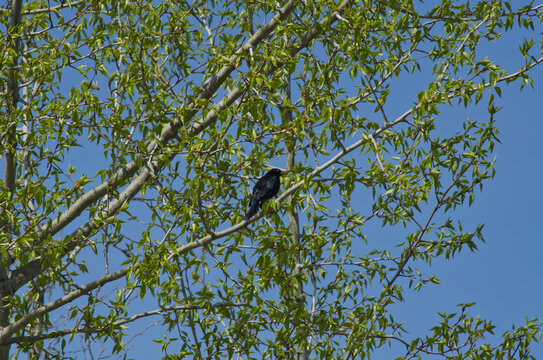 Brewer's Blackbird In A Tree