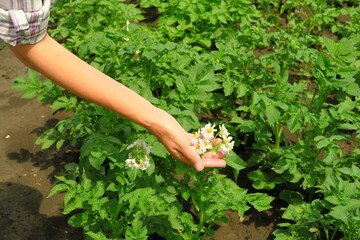female hand holding a cluster of white potato flowers in a potato farm. potato cultivation concept