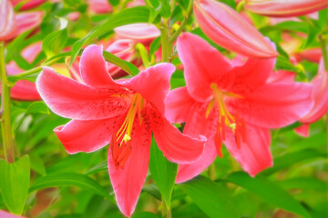 華やかな赤い百合の花