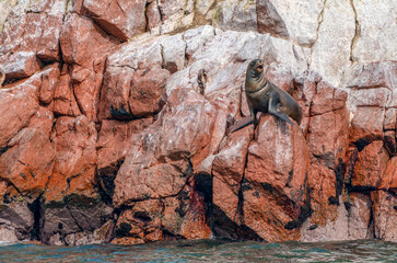A seal in the Pisco Nature Reserve, Peru