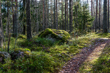 beautiful forest and fresh air. sun rays through the trees. walk along the trail through the forest
