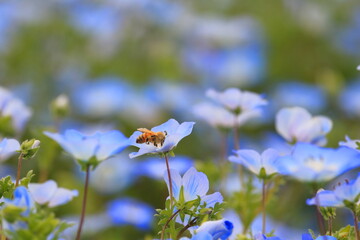 ネモフィラの青い花で蜜を集めるミツバチ