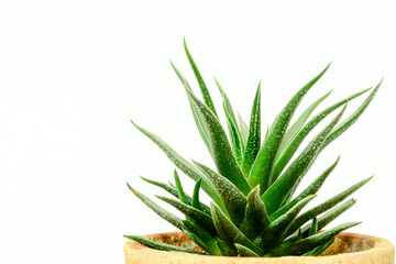aloe vera plant