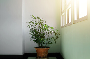 Small plants planted in pots to increase indoor oxygenation are placed by the windows of the home's ventilated area and the morning sun shines in.