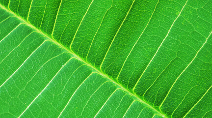 natural green background