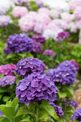 紫色の紫陽花の花