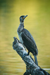 Nahaufnahme eines Kormoran welcher sich auf einem Ast niedergelassen hat