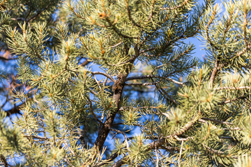 Single cicada well camouflaged on a pine tree branch