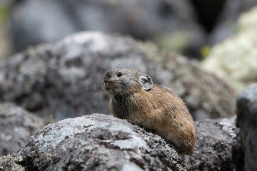 Pika on scree slope by Lake Komadome