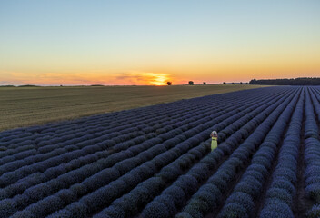 Fototapeta premium sunset in the field