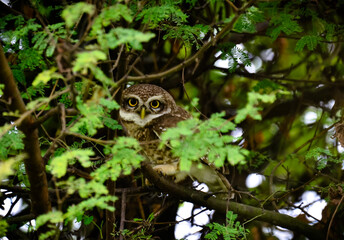 Spotted Owl on a Tree