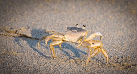 crab on the sand
