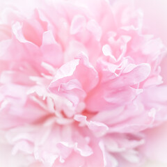 Pink peony flower petals. Soft focus. Abstract floral background for holiday brand design