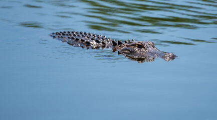 alligator in the swamp - obrazy, fototapety, plakaty