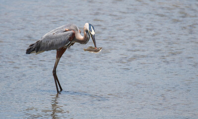 Great Blue Heron Fishing in the Marsh