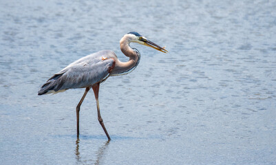 Great Blue Heron Fishing in the Marsh