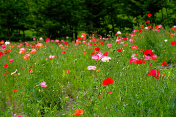 ポピーの花畑