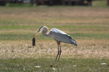 A Great Blue Heron eating a gofer