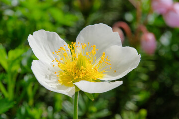 チングルマの花