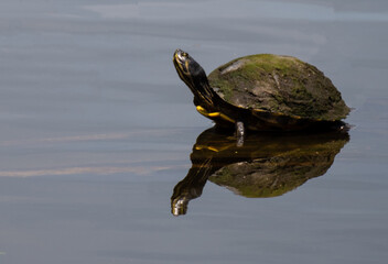 Turtles in a lake