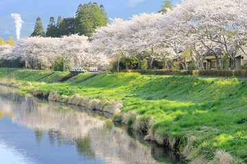 川沿いの桜並木