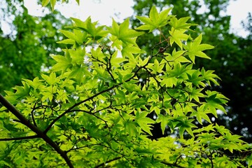 Fototapeta na wymiar Bright green leaves against the sunlight in Japan