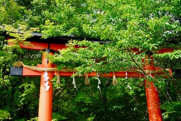 Japanese shrine red torii gate in Uji, Kyoto
