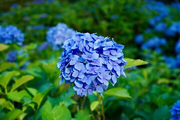 Blue hydrangea flowers in Kyoto, Japan