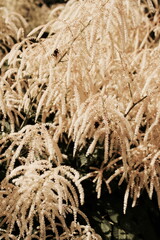 beautiful wild plants  texture on a sunny day selective focus. Nature landscape background. Poster