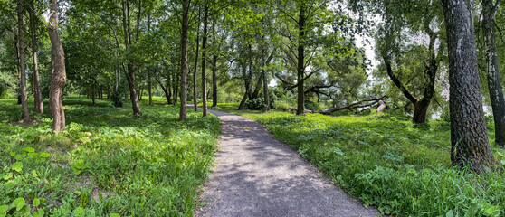 countryside landscape in summer. sunny path through beautiful green forest.