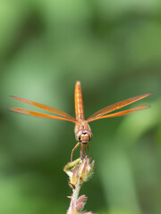 A Dragonfly close-up picture
