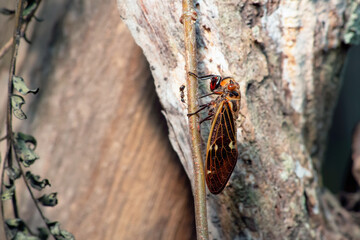 Cicada insect. cicada closeup on a branch in its natural habitat.