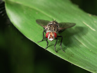 Common housefly close-up macro  portrait