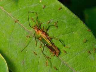 Hemiptera,beetle,bug,insect.