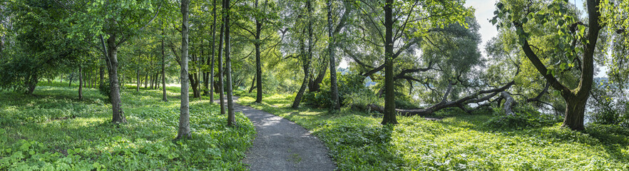 walkway through a summer deciduous forest. green panorama on a sunny day.