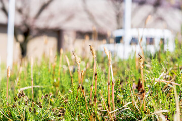 春の訪れとともに顔を出したつくし