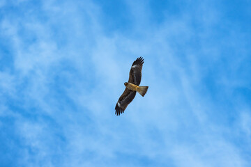 空を飛ぶトンビ