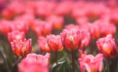photo of beautiful spring tulips